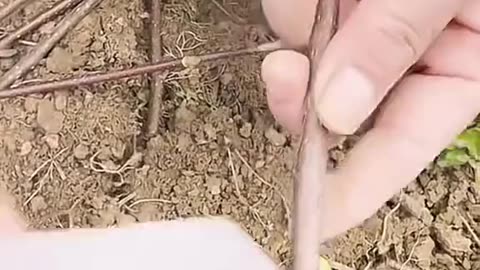 How to Breeding Part-18