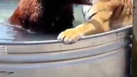 animals