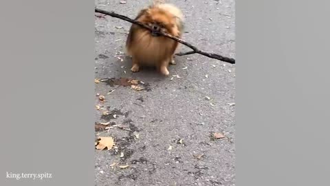 😂 Funniest Pets of 2024 | Laugh Until You Burst!