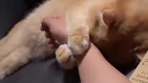 After that hug,,,, means.. hooman has to stay still no matter what