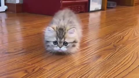 The little kitten is meowing!💕😻