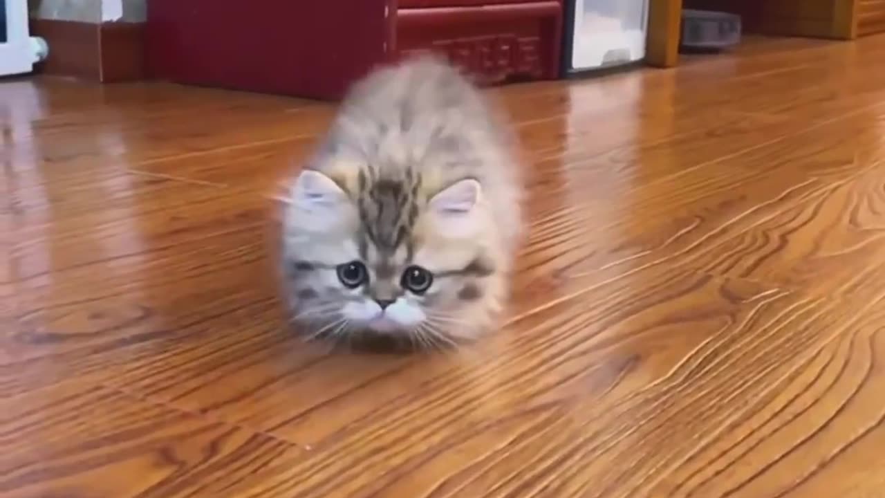 The little kitten is meowing!💕😻