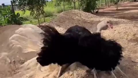 Ostrich dance fantasia