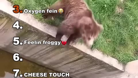1-7 Funniest Animals on the Web