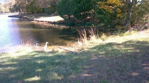 One lucky fish there