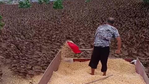 If you are watching this video, know that God has made you the guardian angel of a hungry cat💝