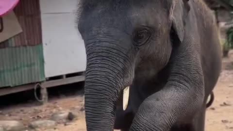 Dancing baby elephant 🐘😍