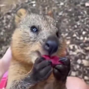 Quokka eating beetroot.. 😊