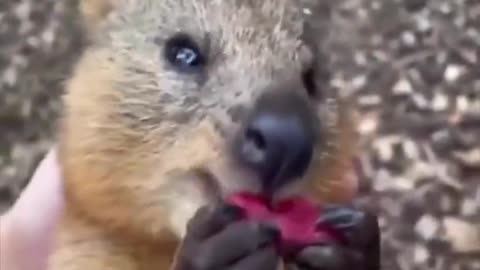 Quokka eating beetroot.. 😊