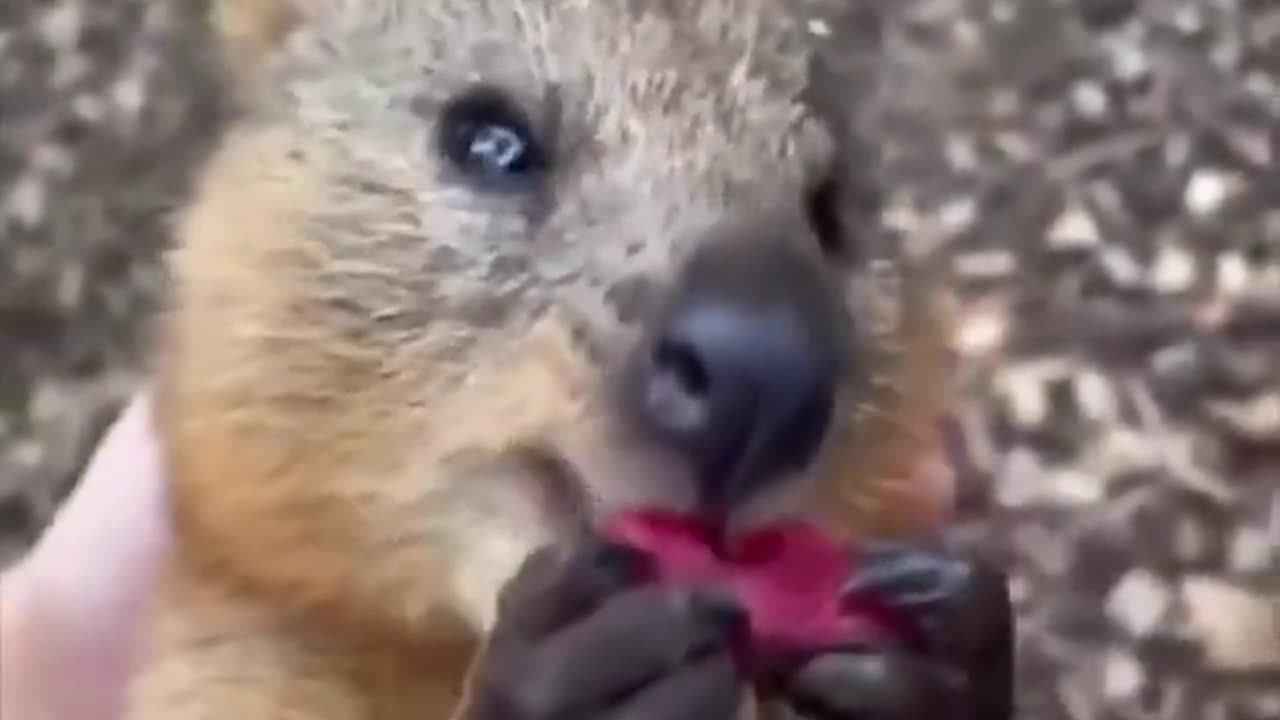 Quokka eating beetroot.. 😊