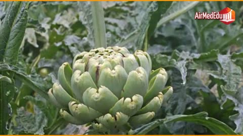 45 health benefits of artichokes