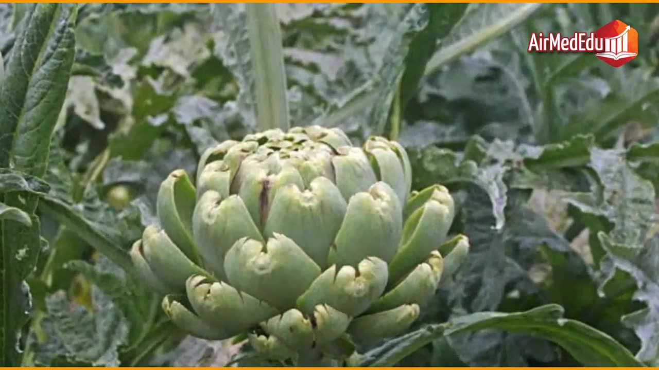 45 health benefits of artichokes
