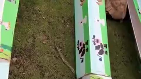 Turtle and the Rabbit competed in a real-life version of the fable | funny video | crazy clips