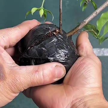 How to Breeding Part-23