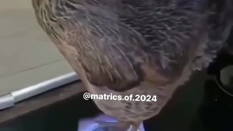 Being cooked