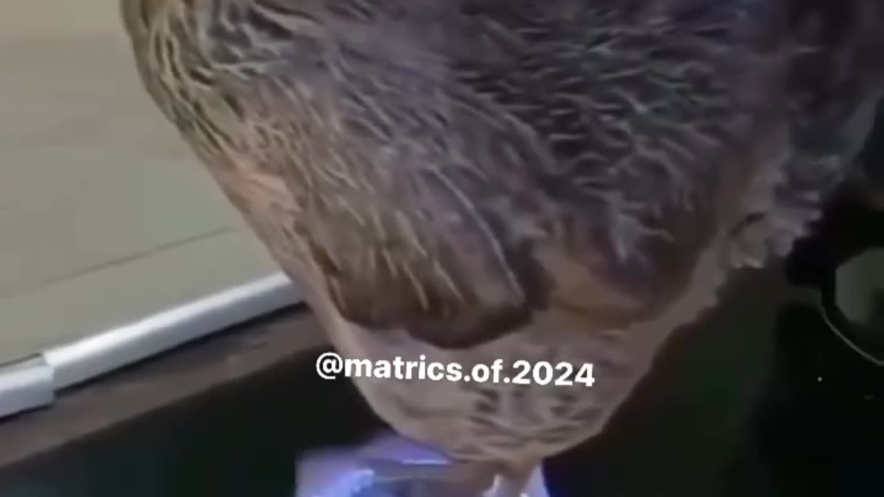 Being cooked