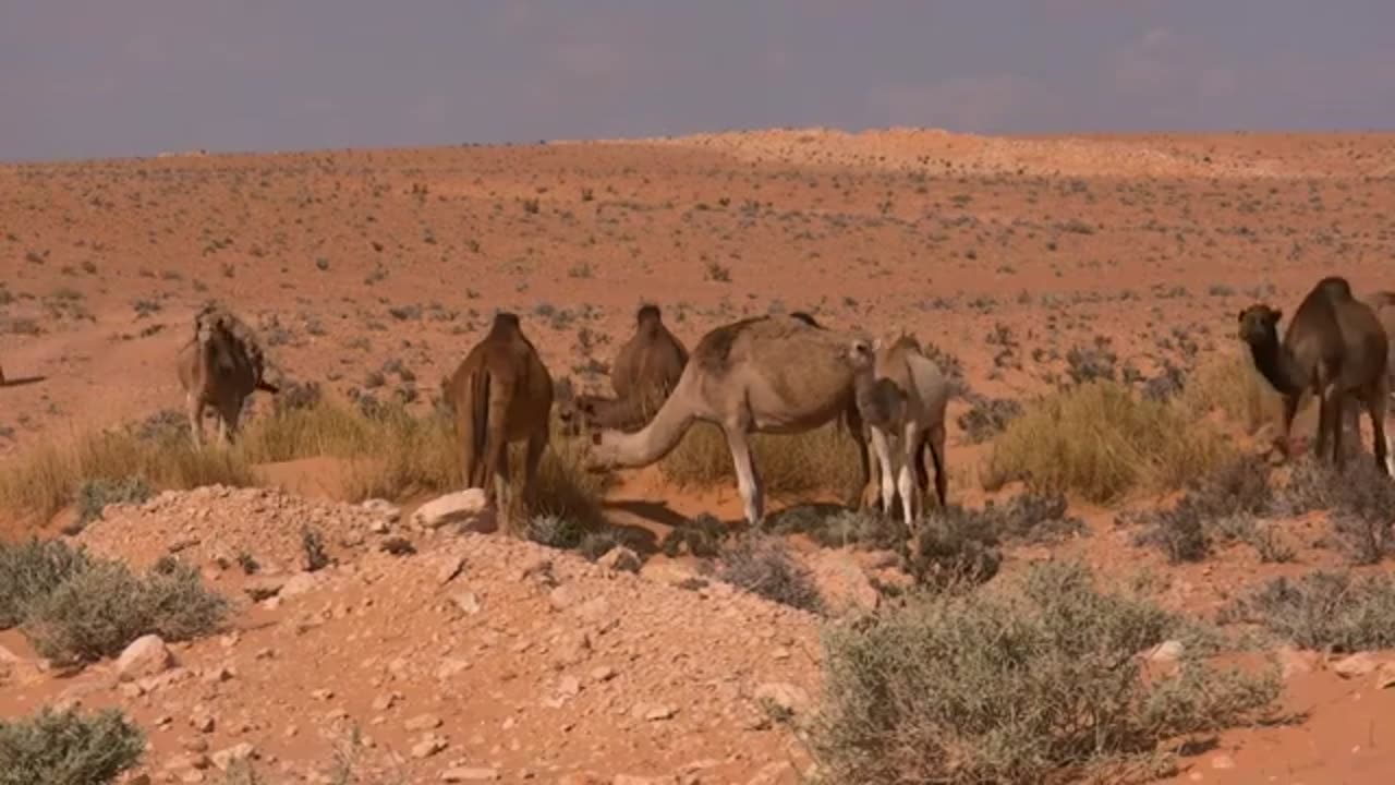Are there wild camels?
