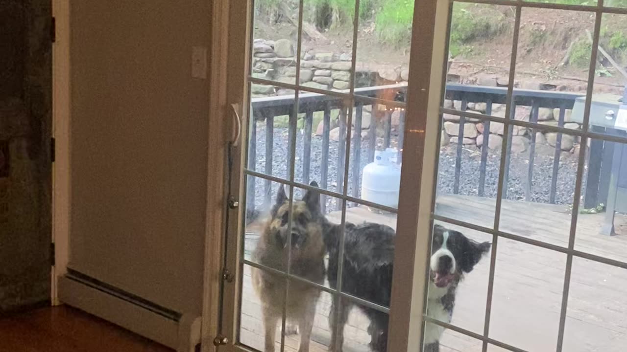 Bernese High Jumper Wants Breakfast