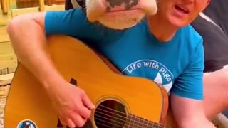 🎵 𝓜𝓸𝓸✩‧₊˚🐄 Cows Love Music Too ... Moo! 🐄 🎶