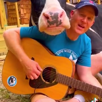 🎵 𝓜𝓸𝓸✩‧₊˚🐄 Cows Love Music Too ... Moo! 🐄 🎶