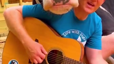 🎵 𝓜𝓸𝓸✩‧₊˚🐄 Cows Love Music Too ... Moo! 🐄 🎶