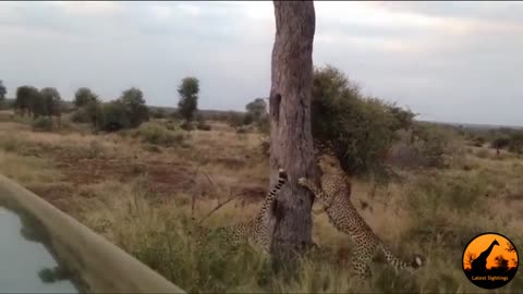 2 Cheetahs Marking Territory