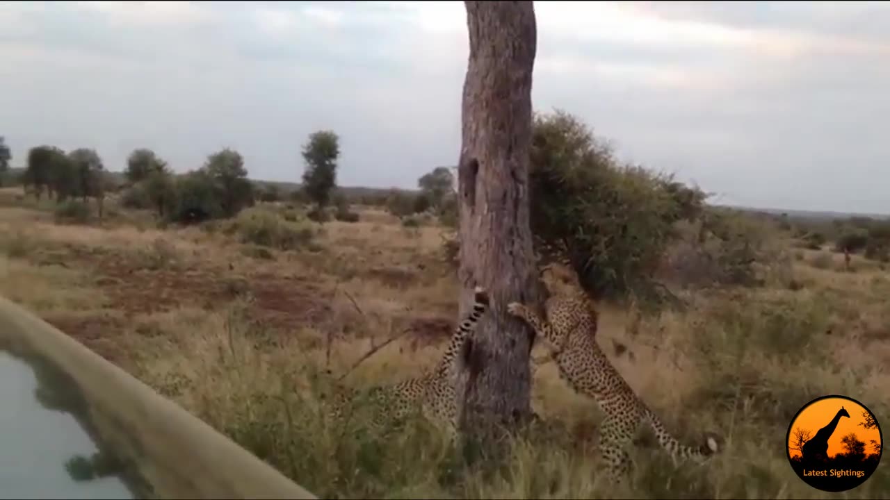 2 Cheetahs Marking Territory