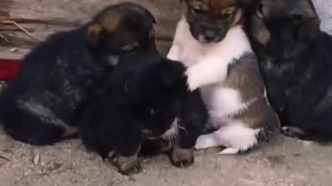 4 Puppy siblings hug heartwarming! 🐶❤️