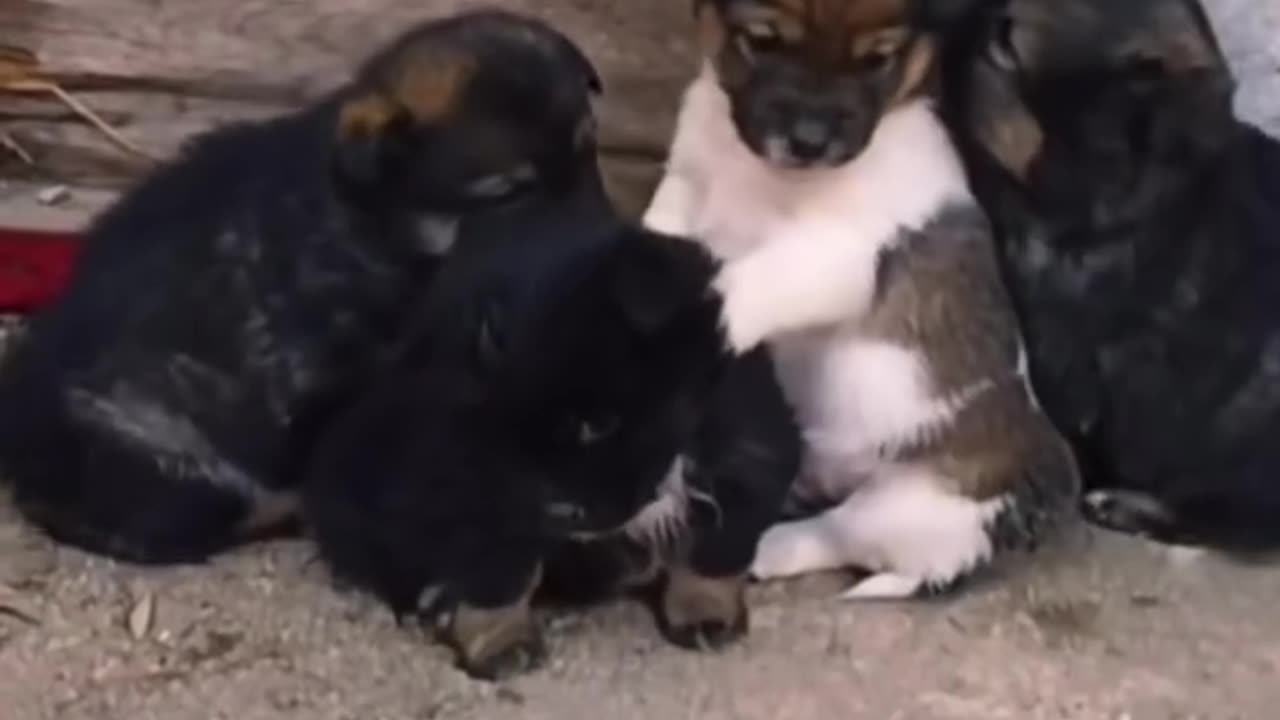 4 Puppy siblings hug heartwarming! 🐶❤️
