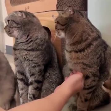 The last one fell in love.. 😂