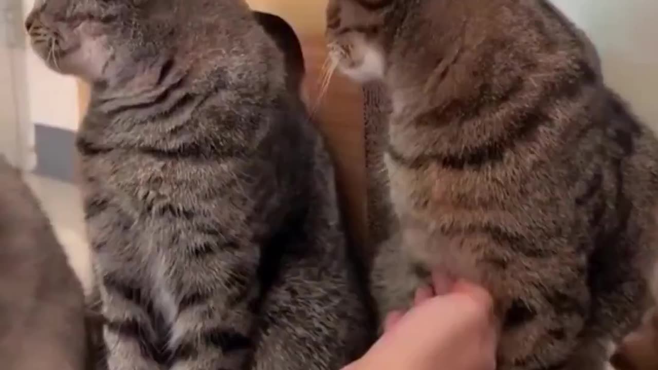 The last one fell in love.. 😂