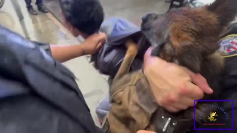 Suffolk County K-9 Escapes, Bites Bystander at Bronx Funeral