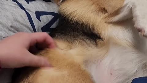 😂🐶 Meet the Most Adorable Cat EVER! | FunFM