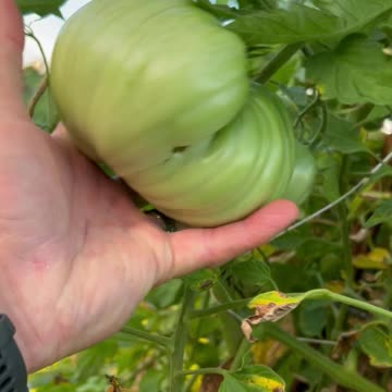 Domingo Tomatoes! Massive maters!