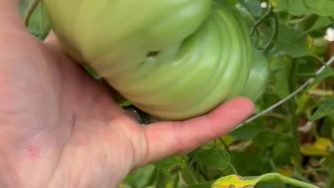 Domingo Tomatoes! Massive maters!