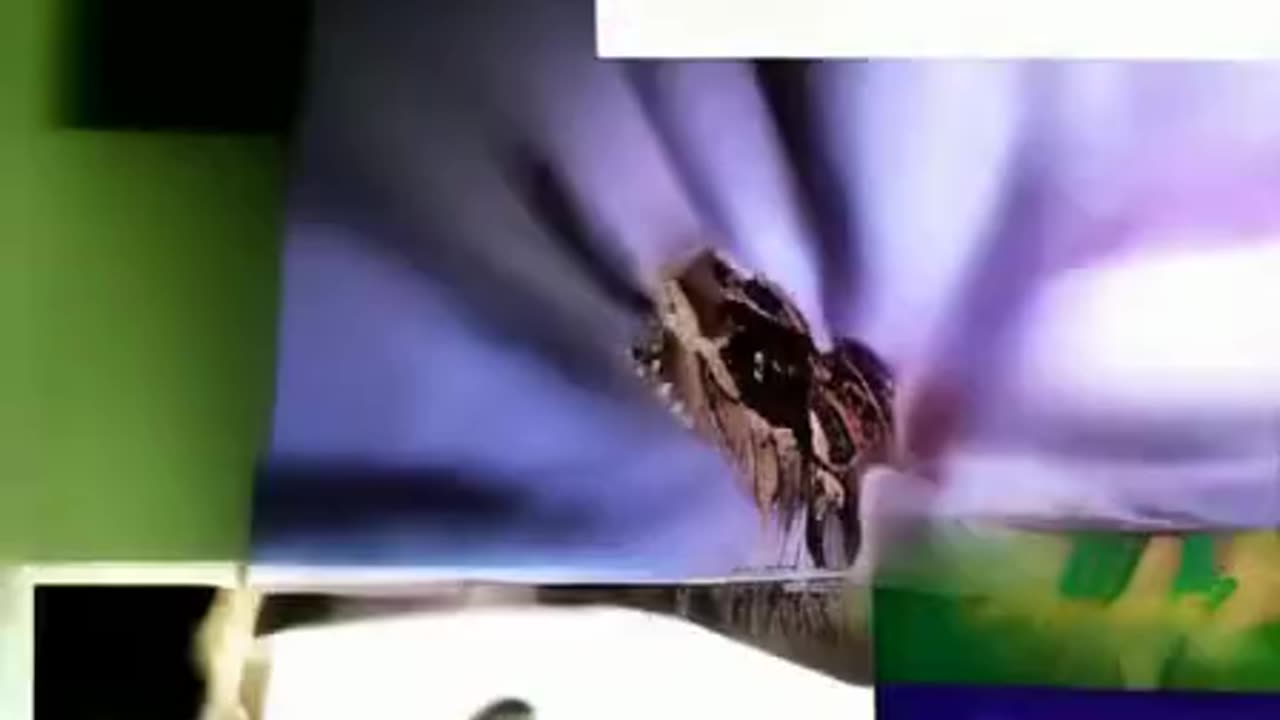 animais 2