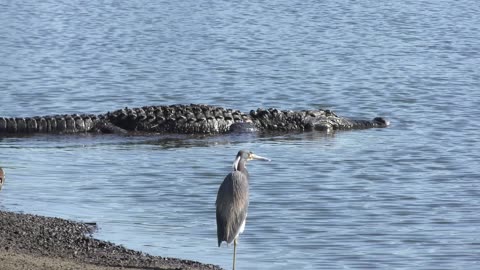 American alligators walking and crossing trails in Florida parks, part 2