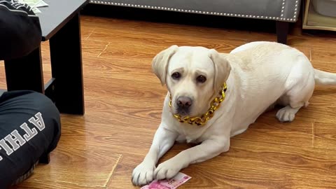 这狗子不愧是狗，居然学会两面三刀了This dog is truly a dog, actually learning to be two-faced
