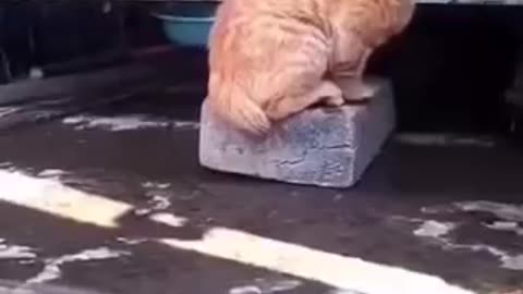 Funny videos 😂 of cats 🤣