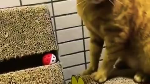 cat so funny cute