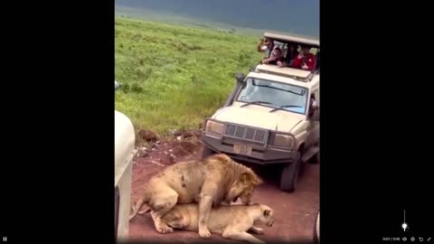 Ever see a lion roar after sex? Safari traffic stopped by a pair of lions
