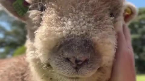 Pure Bliss! 🥰 This Sheep Loves a Good Chin Scratch!