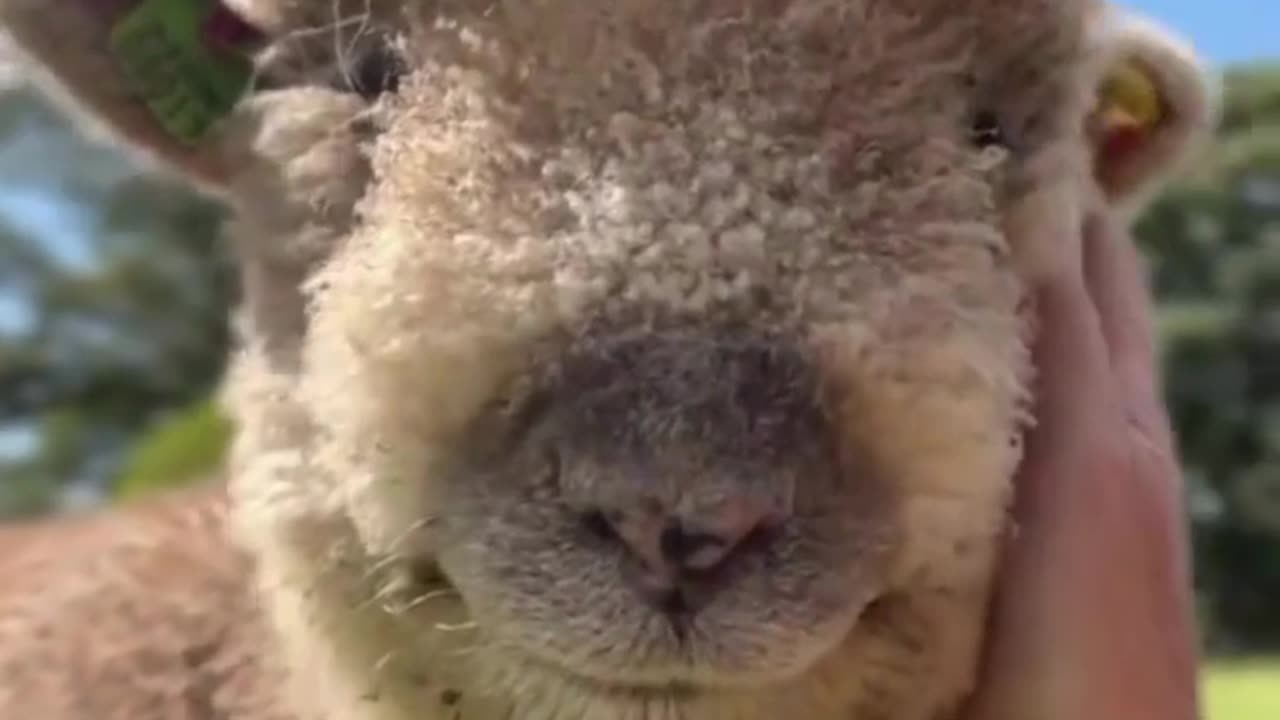 Pure Bliss! 🥰 This Sheep Loves a Good Chin Scratch!