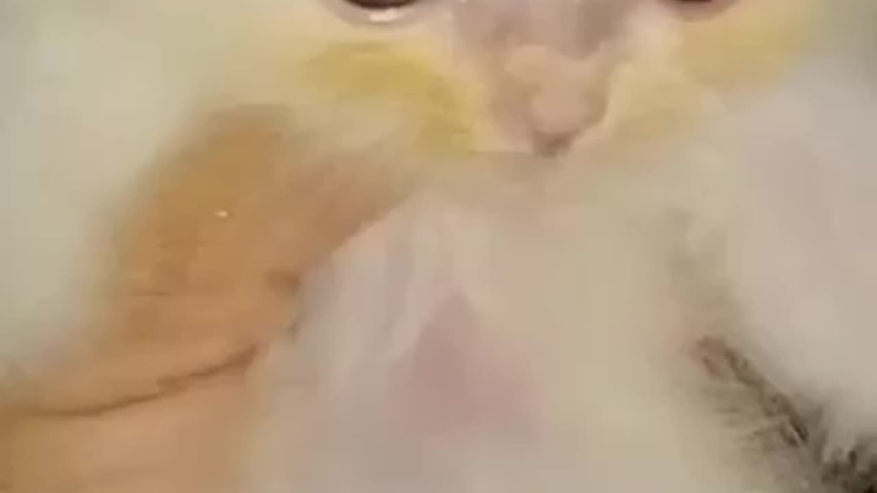 Cats Being Idiots 😂