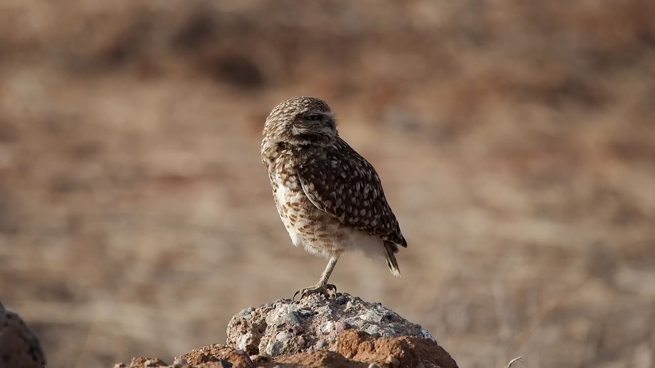 Burrowing Owl