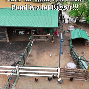After the rain, our small pond is bigger!!!