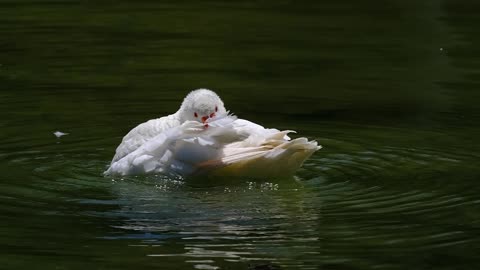 Nature and Animals