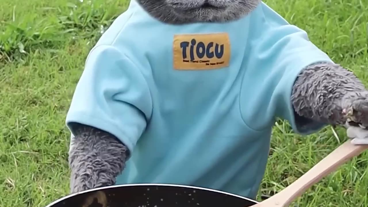Can't believe this funny cat is cooking