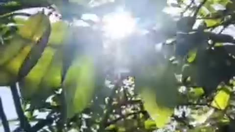 LE SOLEIL ☀️