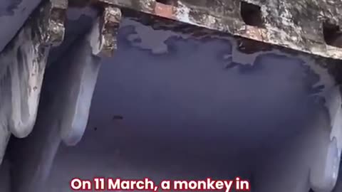 Monkeys in India have learnt that they can steal people's phone and negotiate there return for food